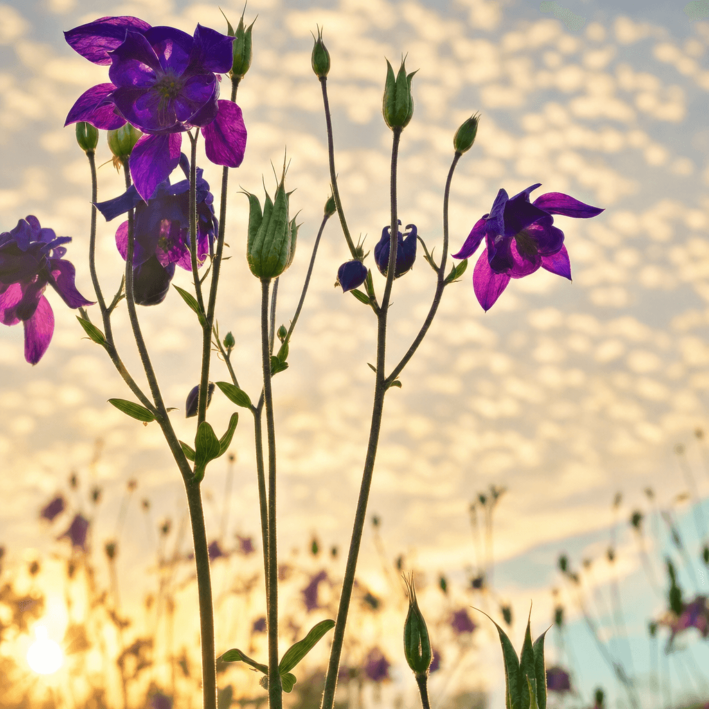 Garten der Elemente