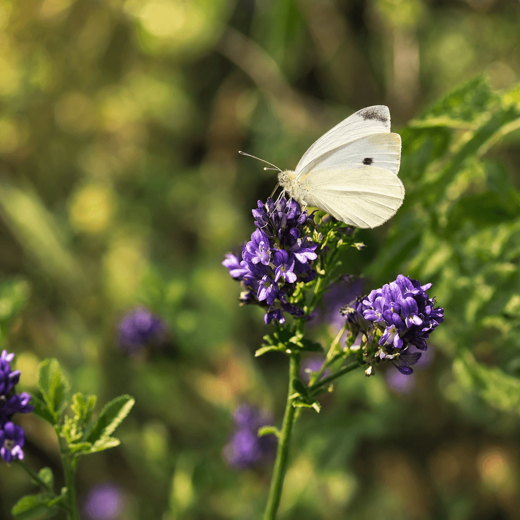 Garten der Elemente