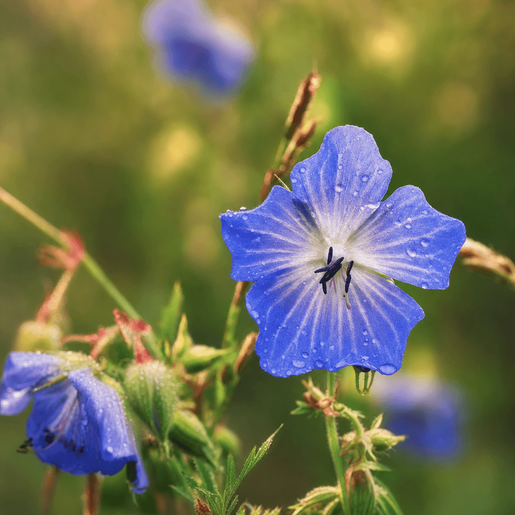 Garten der Elemente