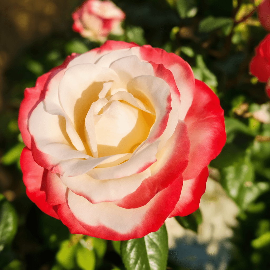 Garten der Elemente
